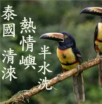 (2025)  獵豆工坊 泰國 清淶 熱情嶼 半水洗    咖啡生豆 