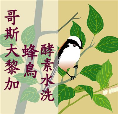 (2025)  獵豆工坊 巴拿馬  波奎特  聖靈之花 藝妓 日曬 咖啡生豆  -複製