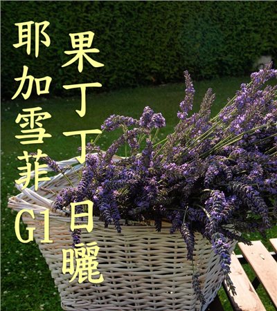 (2025)  獵豆工坊衣索比亞 耶加雪菲 果丁丁 日曬G1 74110、74112      咖啡生豆 