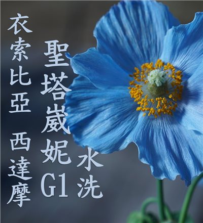 (2025)  獵豆工坊 衣索比亞 ⻄達摩 聖塔崴妮 水洗G1  咖啡生豆 