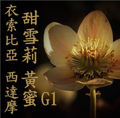 (2025)  獵豆工坊 衣索比亞 西達摩  花貝果娜 甜雪莉 黃蜜 TOP G1  咖啡生豆 