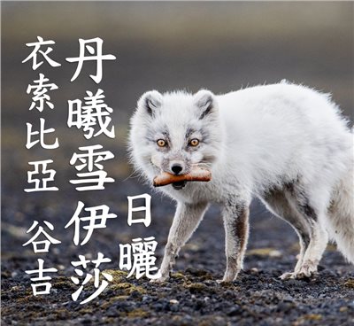 (2025)  獵豆工坊衣索比亞 谷吉 罕貝拉 丹曦雪伊莎 日曬G1  咖啡生豆 